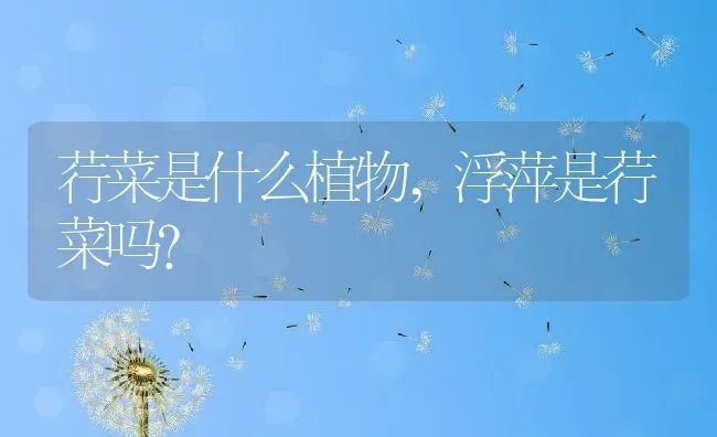 荇菜是什么植物,浮萍是荇菜吗？ | 养殖科普