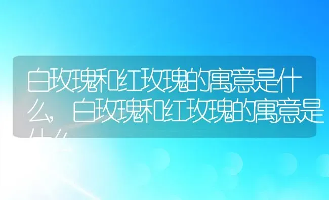 白玫瑰和红玫瑰的寓意是什么,白玫瑰和红玫瑰的寓意是什么 | 养殖科普