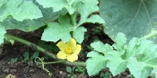 西瓜的催芽播种技术讲解 | 三农知识