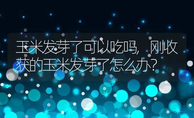 玉米发芽了可以吃吗,刚收获的玉米发芽了怎么办？ | 养殖科普