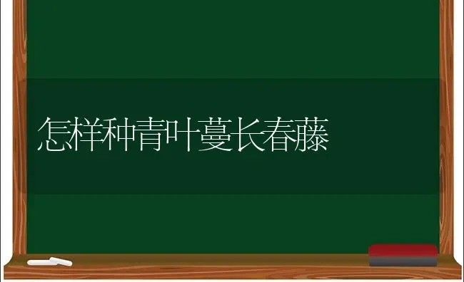 怎样种青叶蔓长春藤 | 养殖技术大全