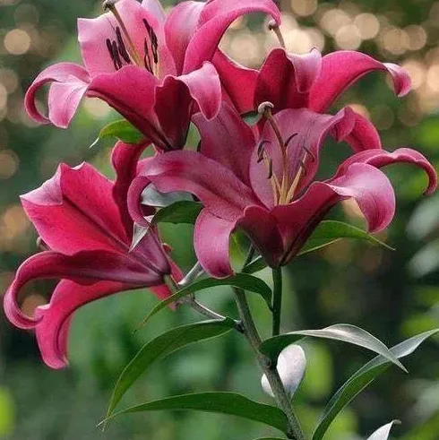 百合花开花后球要挖出来吗,当百合花开花后？