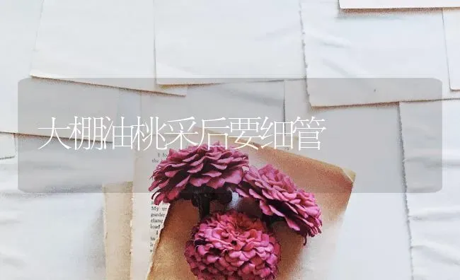 大棚油桃采后要细管 | 养殖技术大全