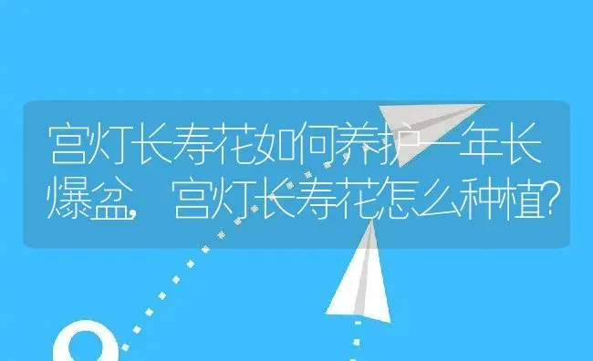 宫灯长寿花如何养护一年长爆盆,宫灯长寿花怎么种植？ | 养殖科普