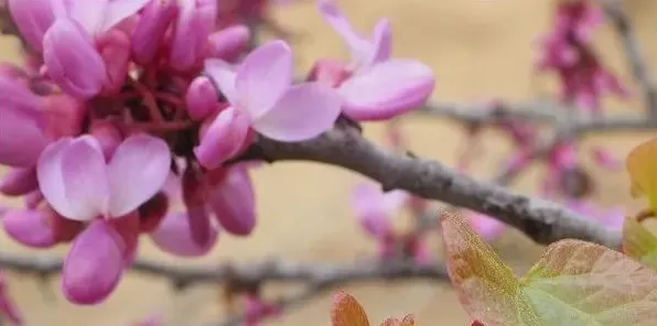 紫荆花为什么长在树干上 | 常识大全