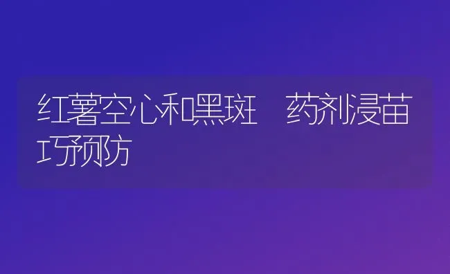 红薯空心和黑斑 药剂浸苗巧预防 | 养殖知识