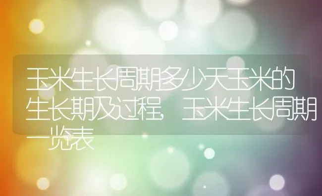 玉米生长周期多少天玉米的生长期及过程,玉米生长周期一览表 | 养殖学堂