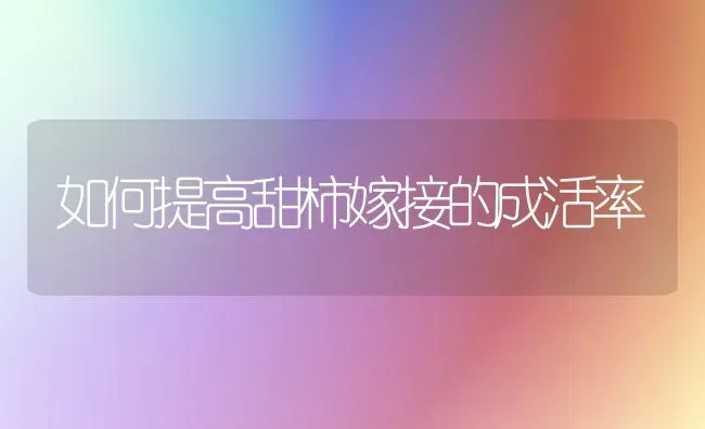 如何提高甜柿嫁接的成活率 | 养殖知识