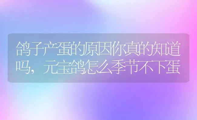 鸽子产蛋的原因你真的知道吗,元宝鸽怎么季节不下蛋 | 养殖学堂