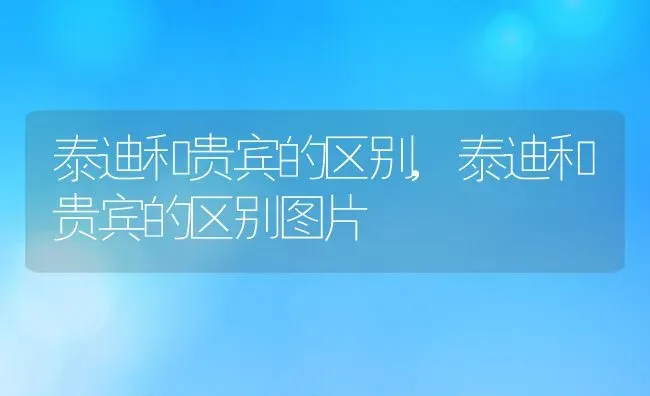 泰迪和贵宾的区别,泰迪和贵宾的区别图片 | 养殖资料