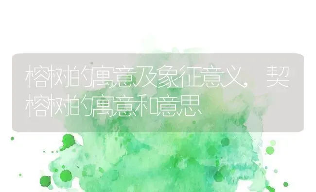 榕树的寓意及象征意义,契榕树的寓意和意思 | 养殖学堂