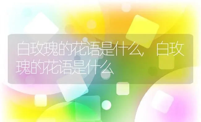 白玫瑰的花语是什么,白玫瑰的花语是什么 | 养殖科普