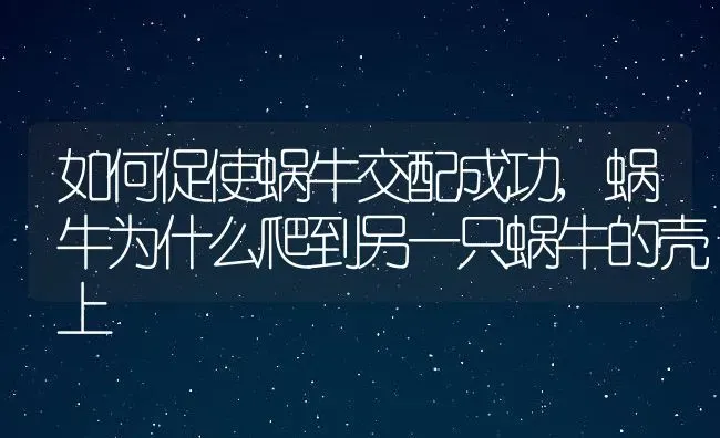 如何促使蜗牛交配成功,蜗牛为什么爬到另一只蜗牛的壳上 | 养殖学堂