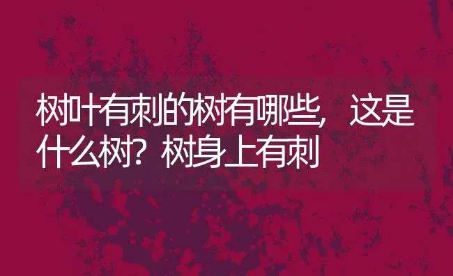 树叶有刺的树有哪些,这是什么树？树身上有刺 | 养殖学堂