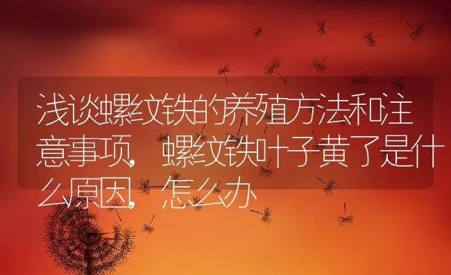 浅谈螺纹铁的养殖方法和注意事项,螺纹铁叶子黄了是什么原因,怎么办 | 养殖学堂