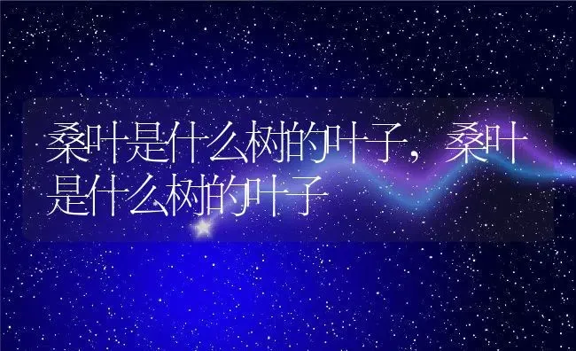桑叶是什么树的叶子,桑叶是什么树的叶子 | 养殖科普