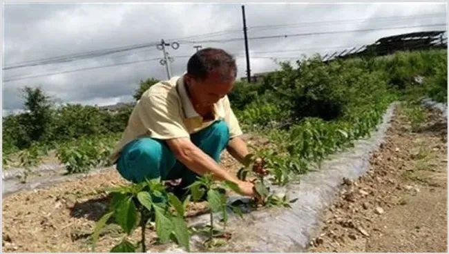 辣椒整枝打杈有什么作用？ | 实用知识