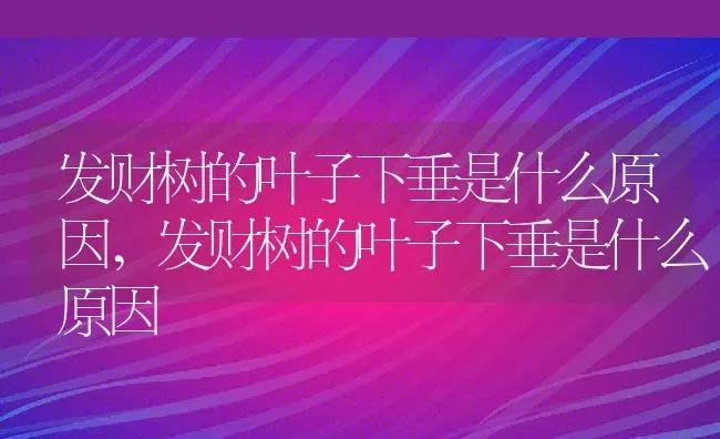 发财树的叶子下垂是什么原因,发财树的叶子下垂是什么原因 | 养殖科普