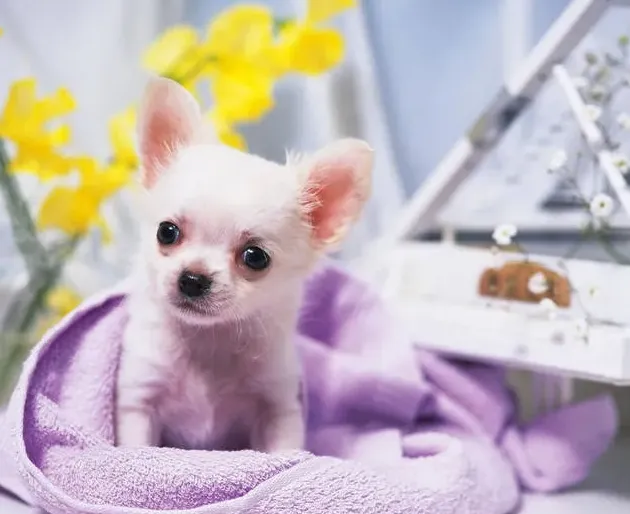 吉娃娃犬的优缺点,吉娃娃有哪些优点和缺点呢？