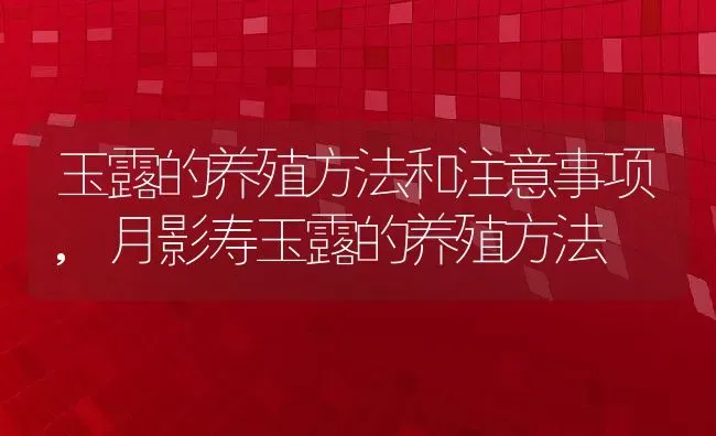 玉露的养殖方法和注意事项,月影寿玉露的养殖方法 | 养殖学堂