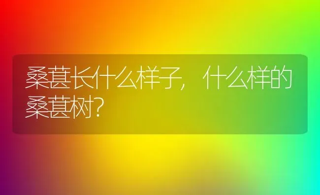 桑葚长什么样子,什么样的桑葚树？ | 养殖学堂