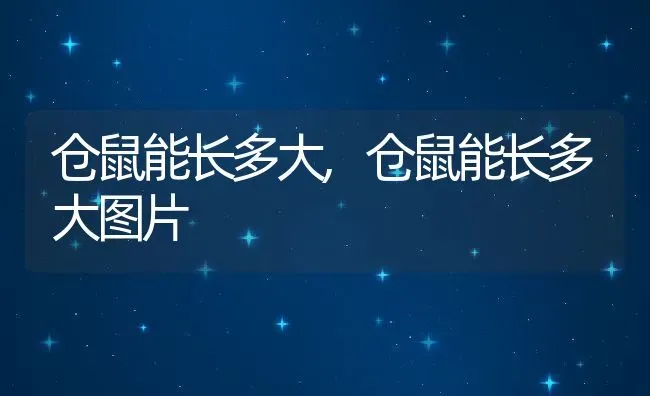 仓鼠能长多大,仓鼠能长多大图片 | 养殖科普