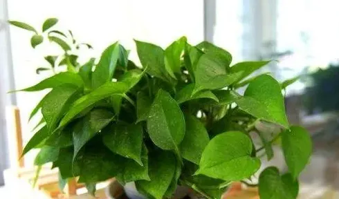 绿萝开花吗,绿萝开花？