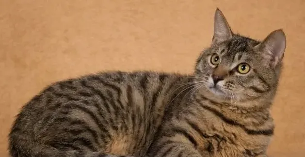 养狸花猫有什么禁忌,狸花猫的喂养要注意什么？