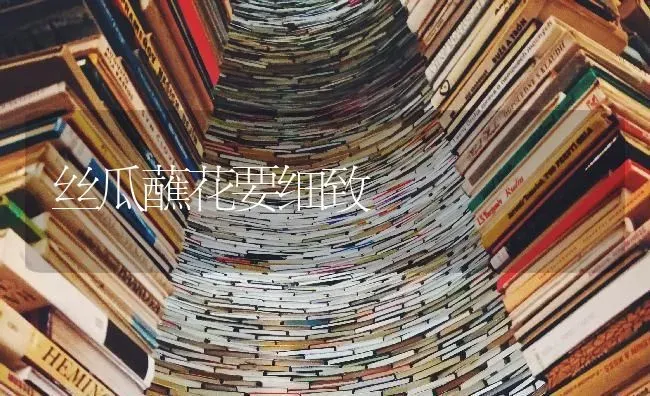 丝瓜蘸花要细致 | 养殖知识