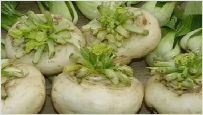 盘菜的种植技术 | 实用知识