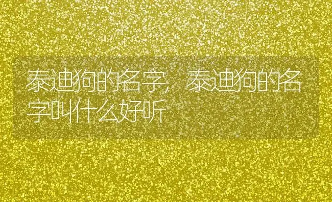 泰迪狗的名字,泰迪狗的名字叫什么好听 | 养殖科普