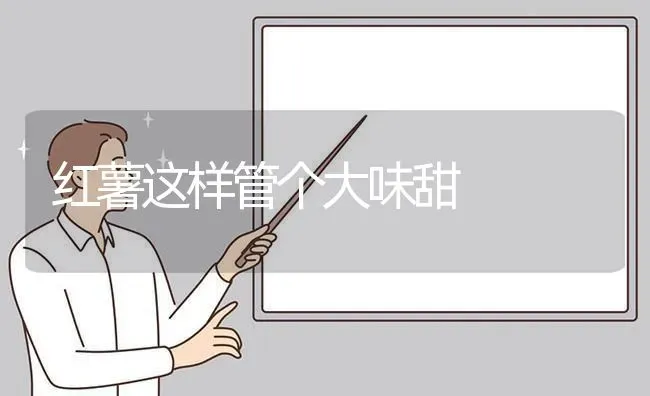 红薯这样管个大味甜 | 养殖技术大全