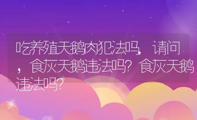 吃养殖天鹅肉犯法吗,请问，食灰天鹅违法吗？食灰天鹅违法吗？ | 养殖科普