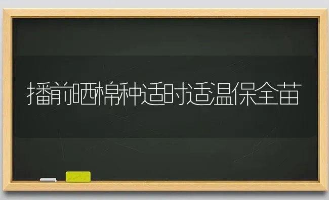 播前晒棉种适时适温保全苗 | 养殖知识