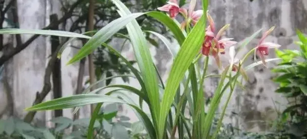 建兰八大名品是哪八种,建兰八宝奇珍和八珍的区别？