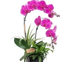 蝴蝶兰花语代表着什么,蝴蝶兰寓意及花语喻人？