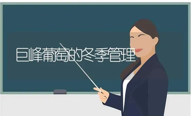 蒌蒿的无公害栽培管理技术要点 | 养殖技术大全