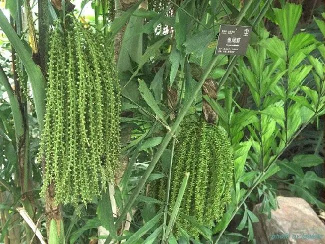 鱼尾葵果实能吃吗,鱼尾葵是怎样的？