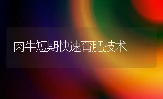 肉牛短期快速育肥技术 | 养殖知识