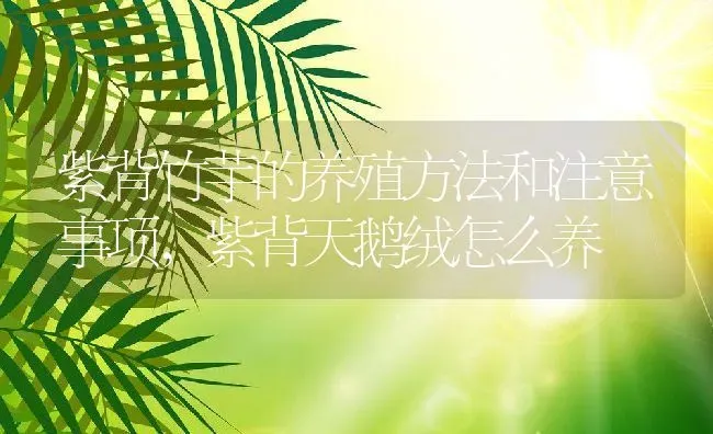 紫背竹芋的养殖方法和注意事项,紫背天鹅绒怎么养 | 养殖学堂