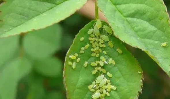 月季花的病虫害怎么防治,月季花上长虫子怎么办？