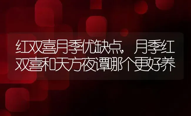 红双喜月季优缺点,月季红双喜和天方夜谭哪个更好养 | 养殖学堂