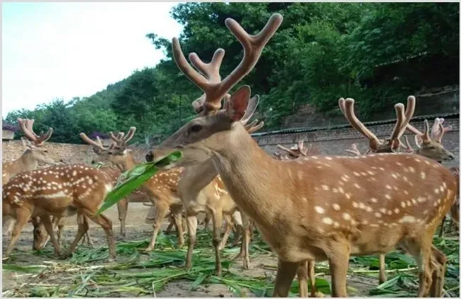 梅花鹿养殖：养梅花鹿必须要做的准备 | 农广天地