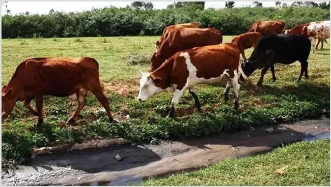 肉牛的养殖前景 | 生活妙招