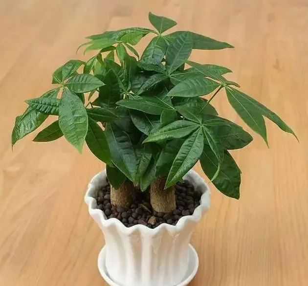发财树怎么养才茂盛,小型自吸盆发财树的养法？