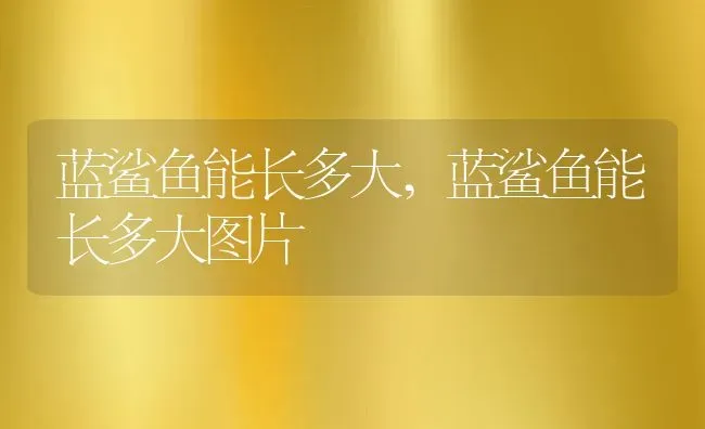 蓝鲨鱼能长多大,蓝鲨鱼能长多大图片 | 养殖科普