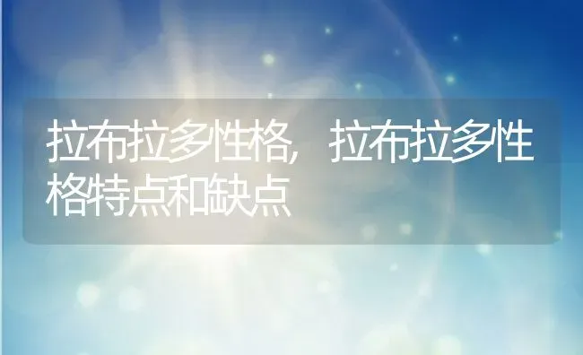 拉布拉多性格,拉布拉多性格特点和缺点 | 养殖科普