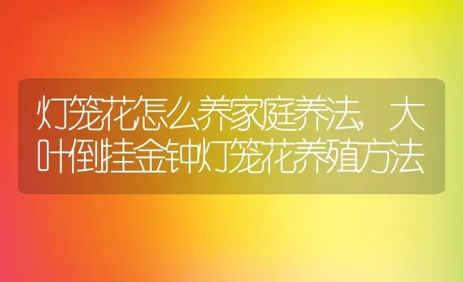 灯笼花怎么养家庭养法,大叶倒挂金钟灯笼花养殖方法 | 养殖学堂