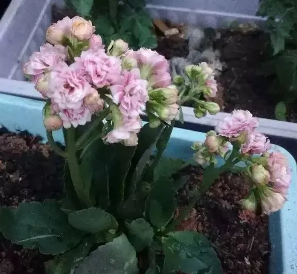 长寿花的养殖方法,长寿花的栽培方法？