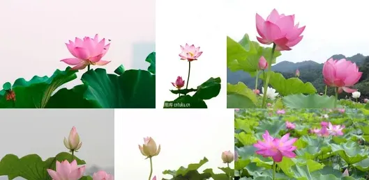 怎么形容荷花的美的句子,赞美水墨荷花的优美句子？